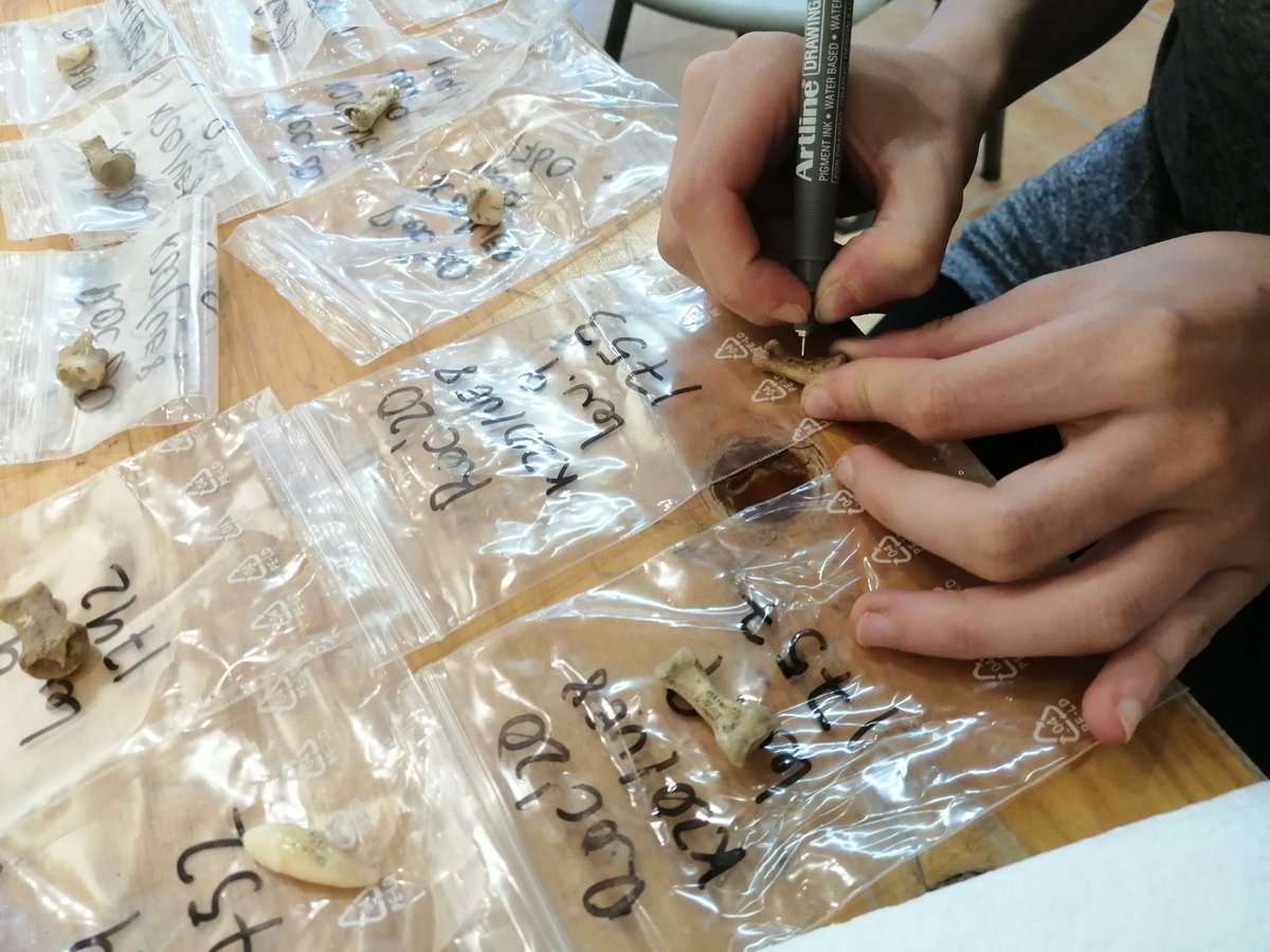 Miguel_preh's tweet photo. Día de trabajo de laboratorio con el material del #RocOrenetes #Roc2020 @ArrelsP. #Arqueología #EnterramientoColectivo. Bones everywhere!! 💀🤩 https://t.co/XqMBJIZ9iq