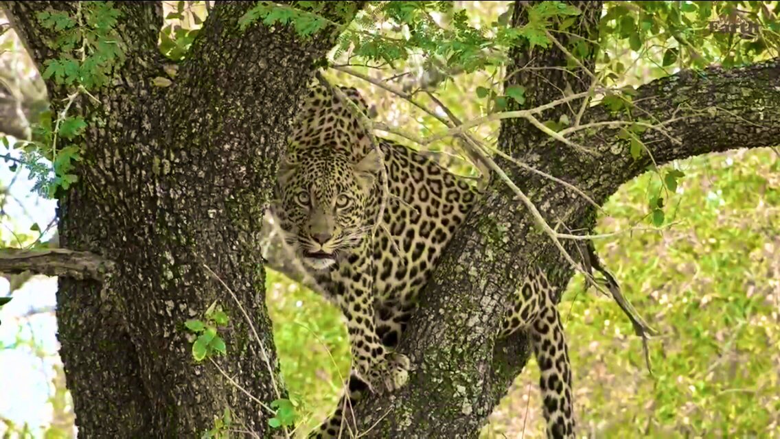 IsaBe11940's tweet image. Hello Tlalamba.~ #wildearth