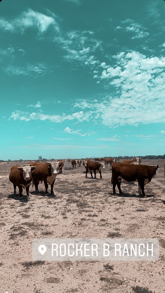 •“Just a big ol red and white hereford bull“• 🌵🐂