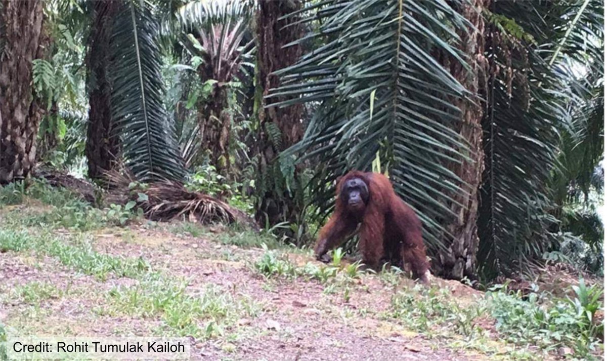 1/6 Hi I’m Dave! Doing a PhD  @DICE_Kent studying  #orangutans in oil palm dominated landscapes in Borneo.  #DICECON20  #SpsMon2Thanks to my supervisors: @mattstruebig and  @tanyahumle