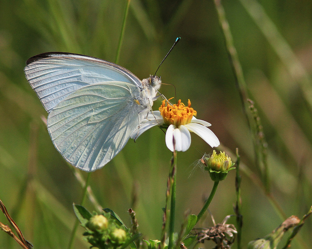 MDBiodiversity's tweet photo. A Great Southern White from Fort Desoto, Florida (4/3/2012). Note the diagnostic blue tipped antenna. Photo by Dan Irizarry. #MBP #Florida #ButterflyDays #WingsToFly #wings #yellow #insects #nature #NatureLover #fluffy #CutiePie #summer

https://t.co/iyeUs4Su7S https://t.co/9lJTwllZm3
