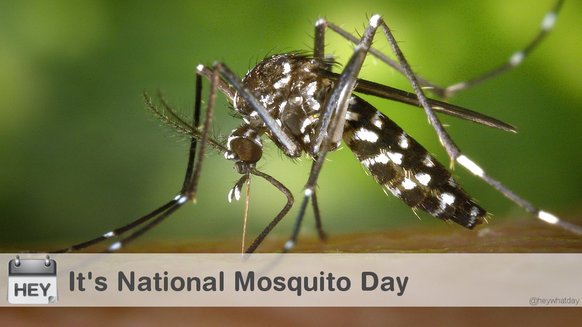 It's National Mosquito Day! 
#NationalMosquitoDay #MosquitoDay