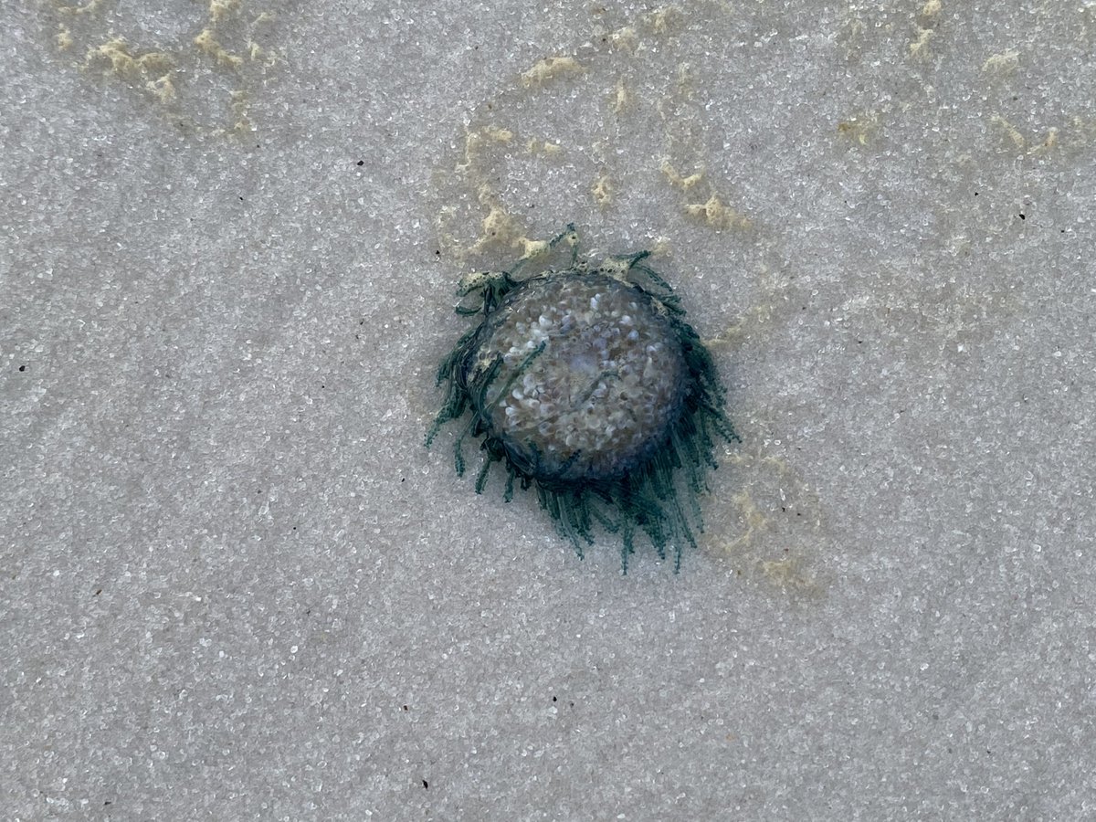 KissesForHearts's tweet photo. We made our best #KissyFace for the #PuckerUpChallenge @peglegpetes a day at the #beach #sunset seeing a #wedding #jellyfish #jetski @radicalridesinc @visitpensacola Send #HeartKisses  #Love @enduringhearts @childrensatl @american_heart #1in100 #transplant https://t.co/mz42TwxI81 https://t.co/tLBjoYOGgY