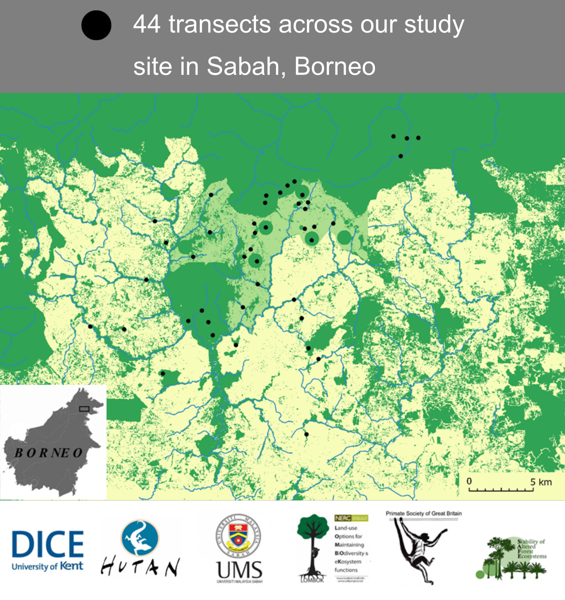 2/6 I surveyed @SAFE_Project in Sabah & found nests on all transects, including forest patches in  where orangutans persist but at lower densities: 0.82/km2,~3x lower than in continuous forest.  #DICECON20  #SpsMon2Check out our paper  @AmJournalPrimat:  http://doi.org/10.1002/ajp.23030
