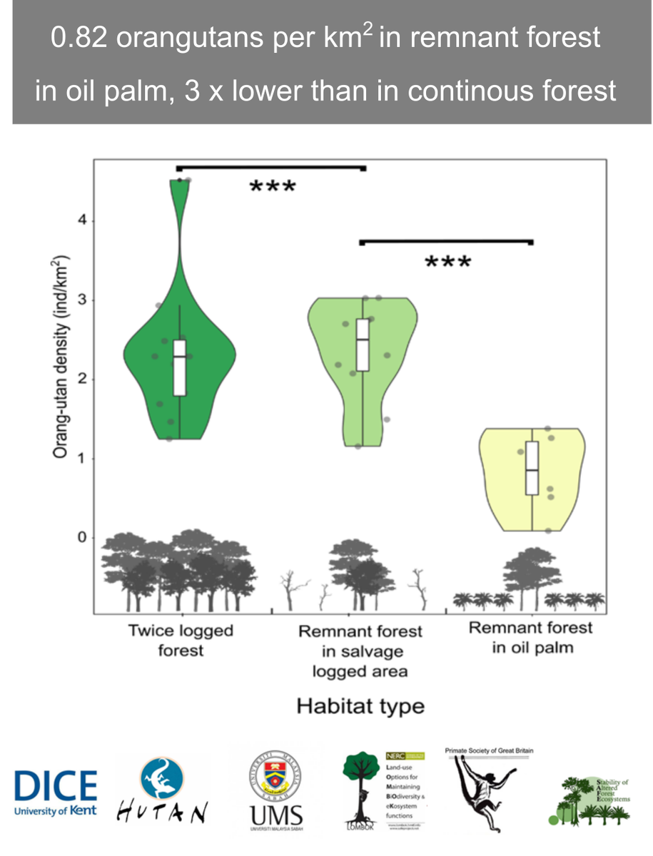 2/6 I surveyed @SAFE_Project in Sabah & found nests on all transects, including forest patches in  where orangutans persist but at lower densities: 0.82/km2,~3x lower than in continuous forest.  #DICECON20  #SpsMon2Check out our paper  @AmJournalPrimat:  http://doi.org/10.1002/ajp.23030