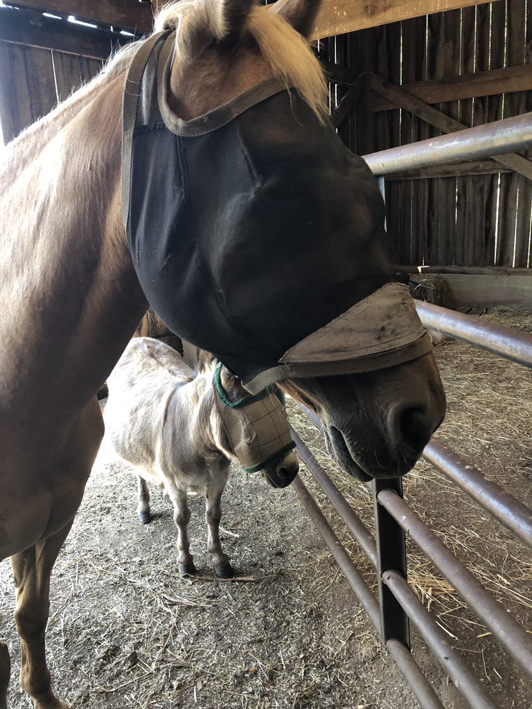 BoyleFFA's tweet photo. Our first SAE Takeover is our very own Chapter President, Mackenzie Alexander! Mackenzie’s SAE is horse production! She started her SAE 5 years ago. She says she has learned a lot about hard work, patience, and putting in time to see a wanted result! https://t.co/oeL0nu5b4r