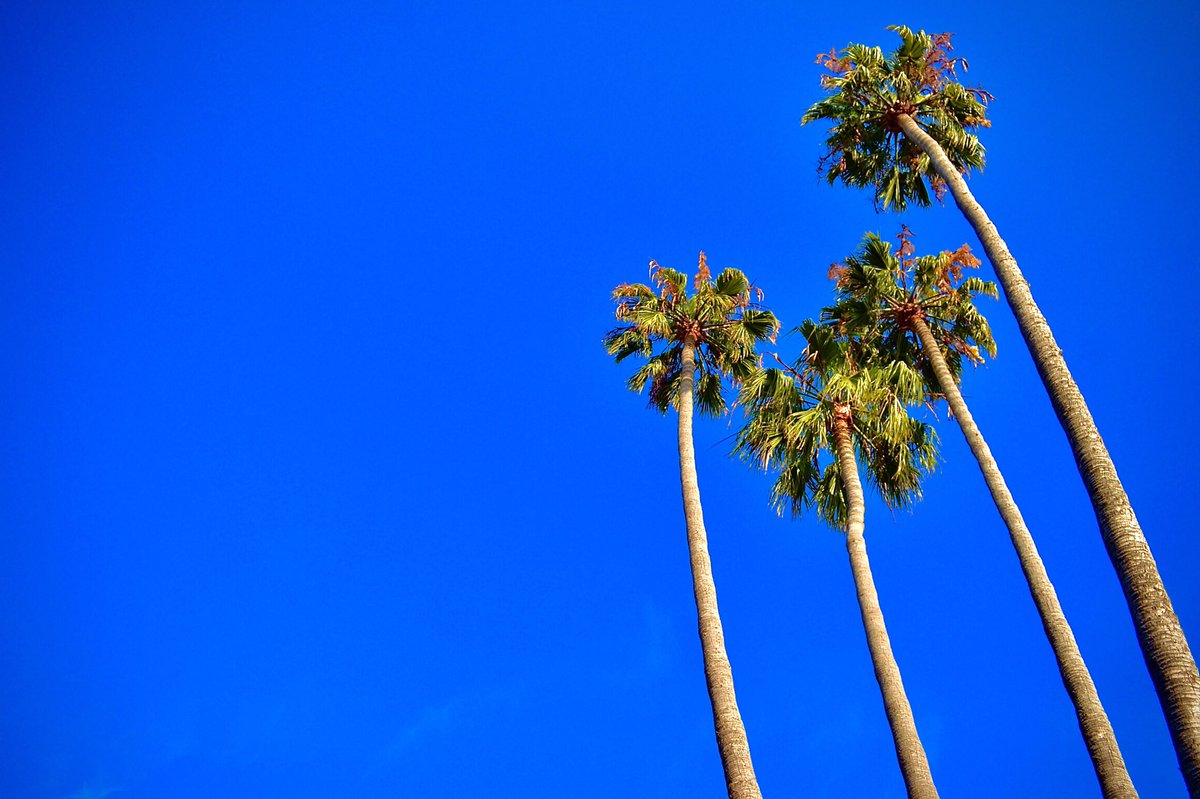 Love my Colorado but seeing palm trees always makes me happy. San Diego, CA #california #sandiego #palmtrees #westcoast #southerncalifornia #sandiegolife #outdoors #clearsky #clearskies #travel #oceanbeachsandiego #warmweather #photography #beachlife #misstheocean