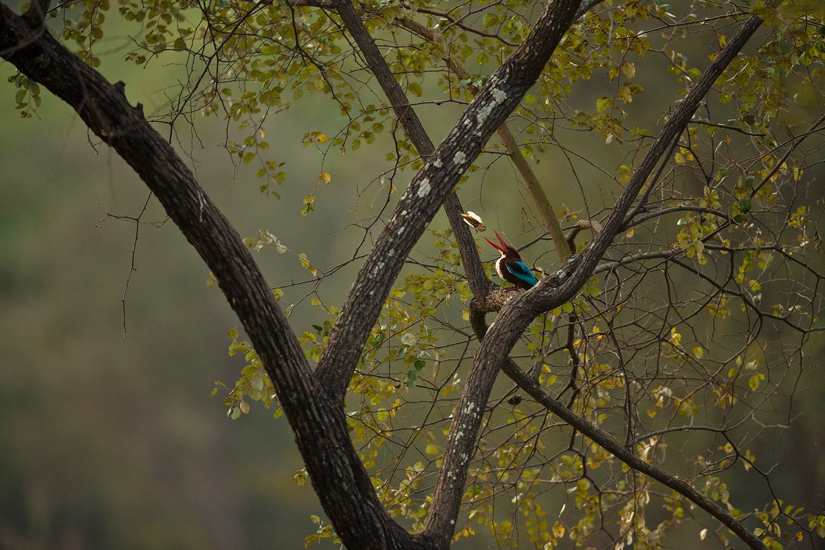 My Prized catch making a perfect landing. 
The white throated Kingfisher playing with its kill, was a nice experience to see the #kingfisher trying out all options to swallow something which was bigger than its mouth.
Photo by instagram.com/raghu_gumballi
via #explorewildindiamagazine