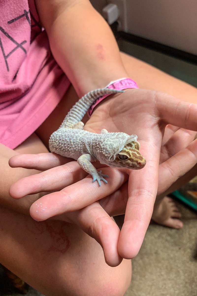 Patient46and2's tweet photo. Gloobie is shedding. She looks like a baby in a hooded onesie! Lol!
#sheddingskin #fortysixandtwo #Tool https://t.co/t5qePJ30gD