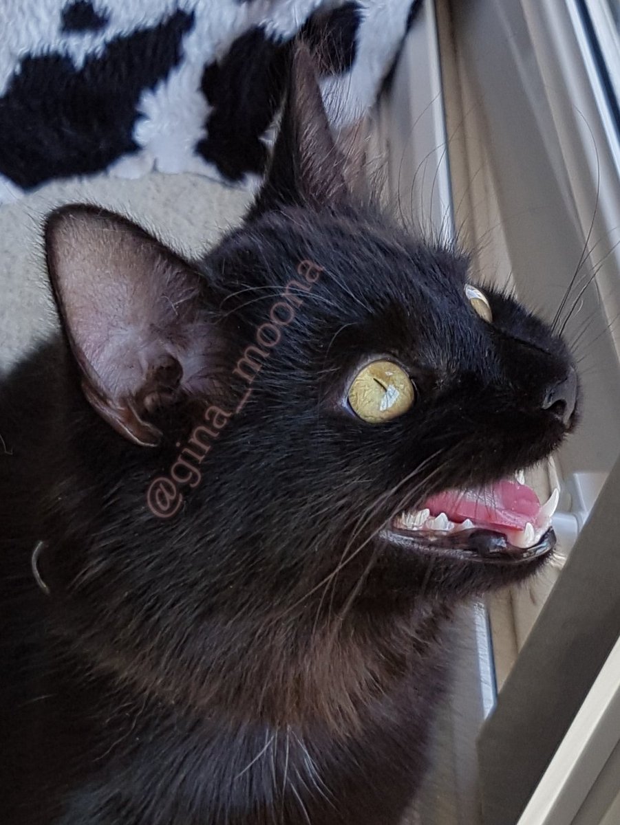 Gina_Moona's tweet photo. @Nacho87329549 Think Jet has had too much #niptime 🙀🙀🙀😸😸😸 https://t.co/lJSZFjQ6GP