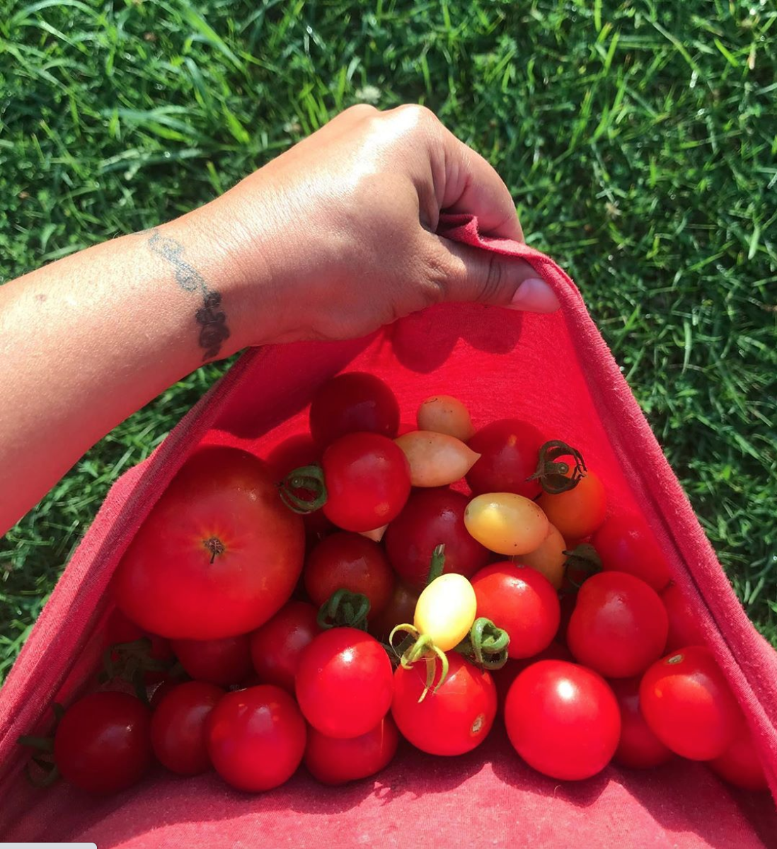 MexicanApron's tweet photo. You know you’re doing something right when your tomatoes are redder than your red shirt. 🍅  #growingtomatoes #gardening #growyourownfood https://t.co/pxAB8mXuPy