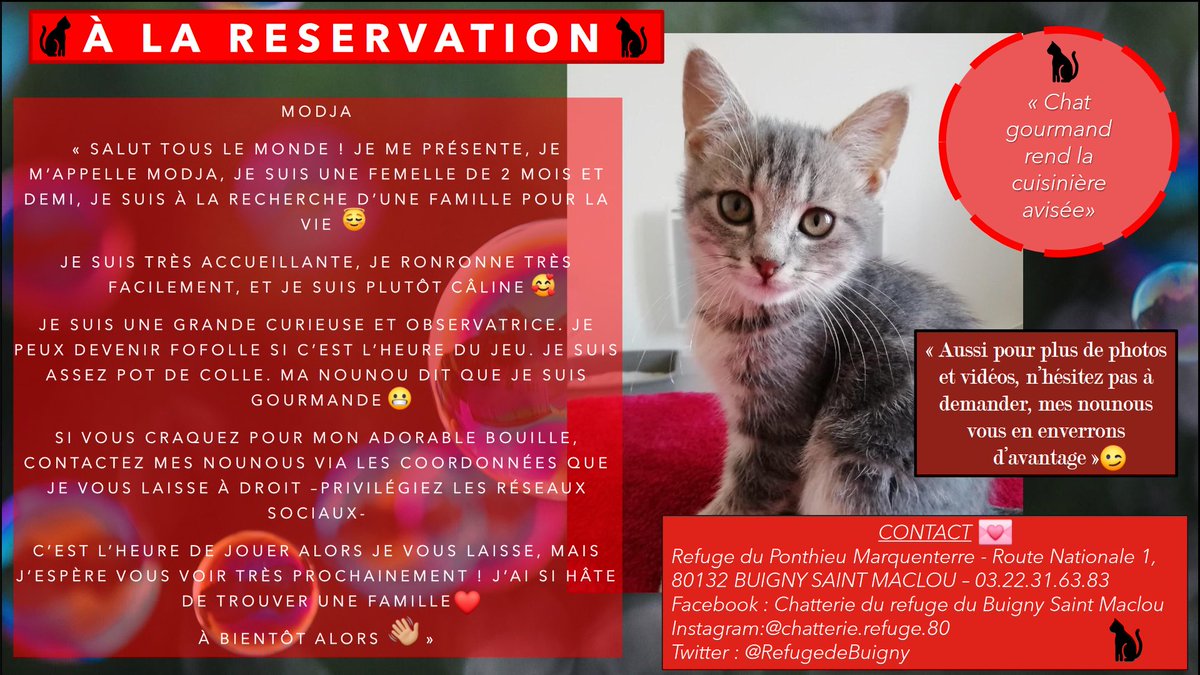 RefugedeBuigny's tweet photo. #Modja
🐱A LA RÉSERVATION 🐱
Modja voulait vraiment pouvoir se présenter, elle avait si hâte de trouver une famille !
#chat #refuge #spa #chatterie #adoption #abbeville #buigny #somme #picardie #hautsdefrance #despotichatsenmasse https://t.co/VGzjczaORs