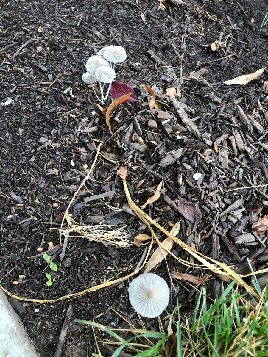 The <a href="/MAKECAMP_TEAM/">MAKE CAMP TEAM</a> will be eco-printing today  >Using leaves and flowers to dye patterns and colors onto fabric< Surprise...surprise, while on my leaf hunt this morning, I ran into some mushroom friends! #magicnature #makecycle #makesomething #makecamp #steam #edumaker
