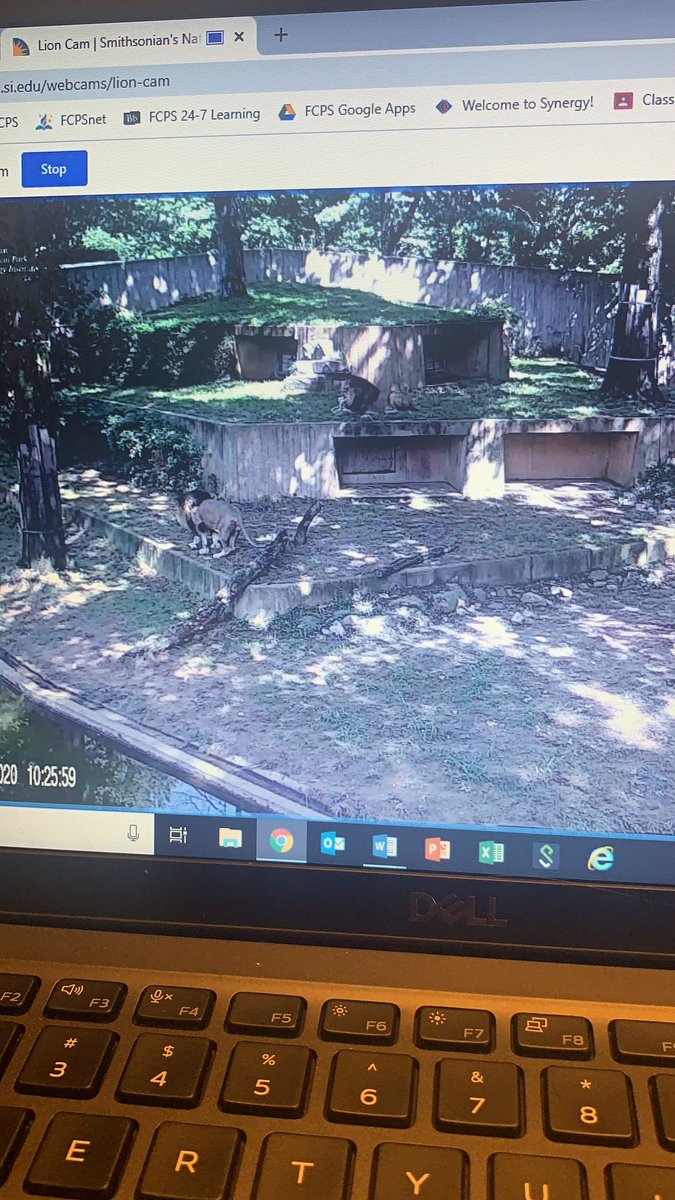 jmwarner's tweet image. Thanks @KusumRana2 for the idea to check out the @smithsonian @NationalZoo web cams! We did a review and as a reward for working so hard this summer we checked out these awesome animals! #shesesy
