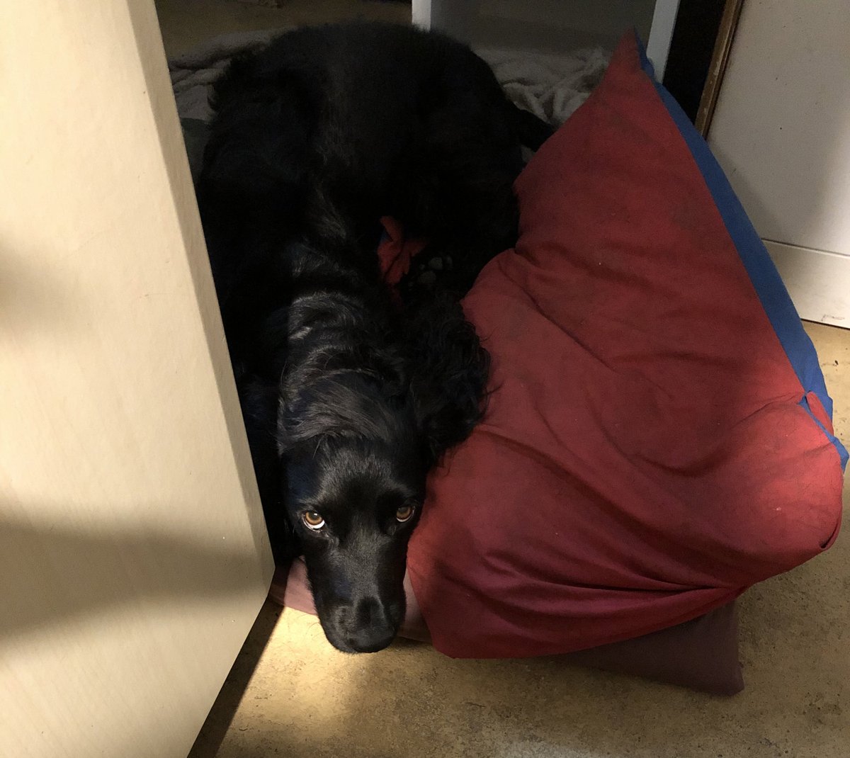 KTHallmark's tweet image. @shaunwkeaveny Duke #WorkshopAssistant is #DefinitelyOff