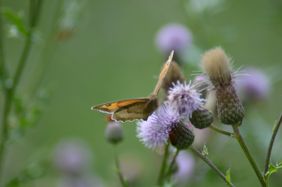 OwenJewell25's tweet photo. 2 Meadow Brown Butterflies and a Comma Butterfly, Wenhaston #nature #BBCWildlifePOTD #wildlife #NaturePhotography #ButterflyDays #butterflycount @WildlifeMag @WildlifeTrusts https://t.co/qWFqJlO4Tz