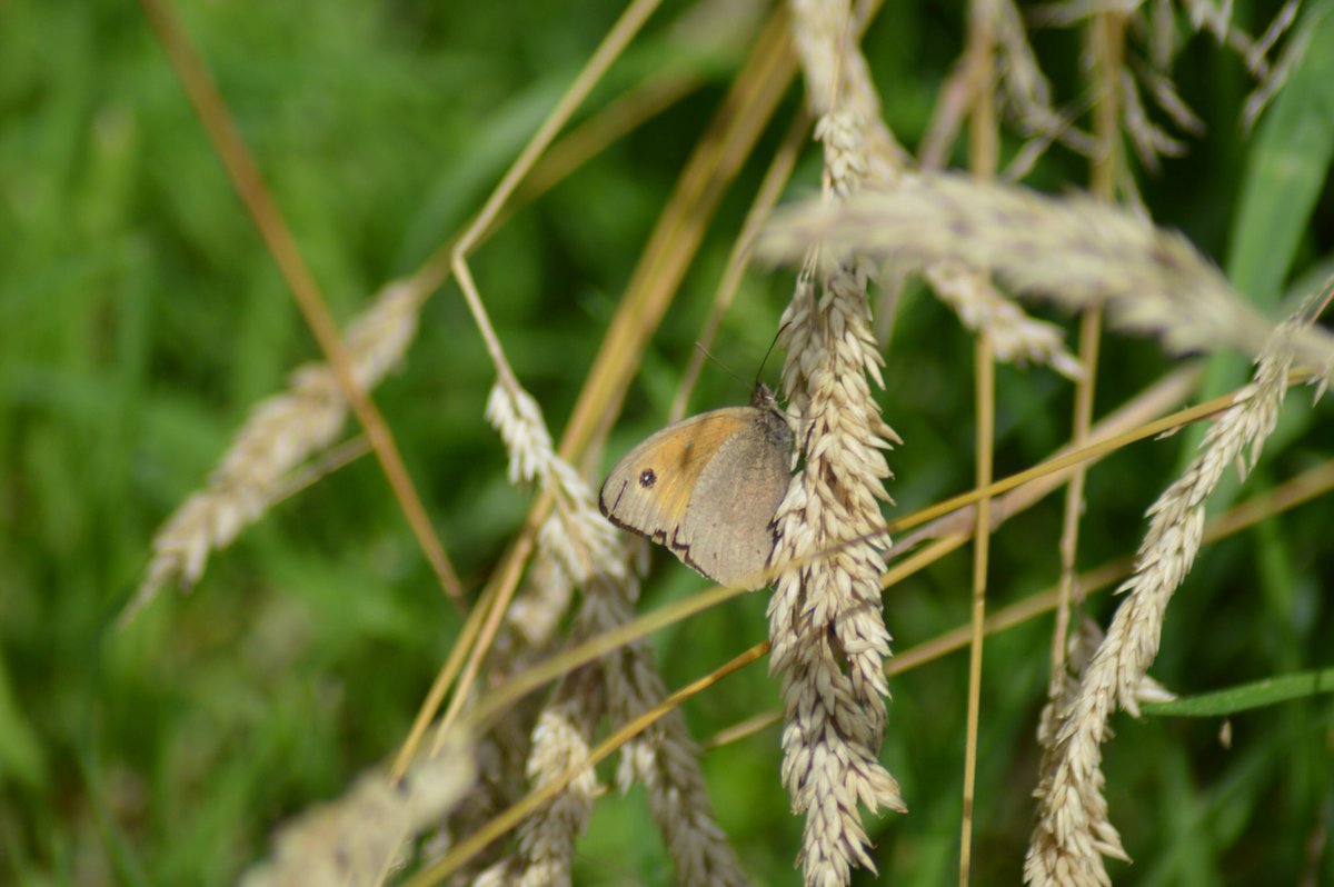 OwenJewell25's tweet photo. 2 Meadow Brown Butterflies and a Comma Butterfly, Wenhaston #nature #BBCWildlifePOTD #wildlife #NaturePhotography #ButterflyDays #butterflycount @WildlifeMag @WildlifeTrusts https://t.co/qWFqJlO4Tz