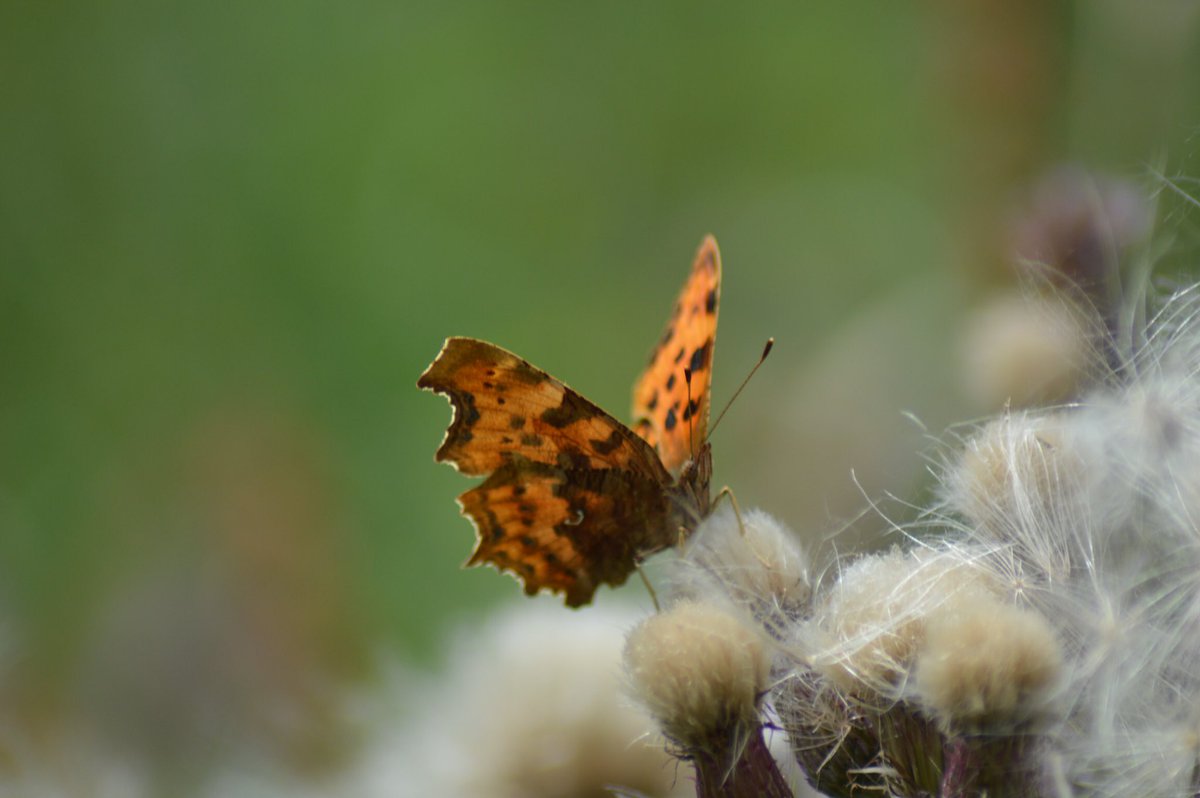 OwenJewell25's tweet photo. 2 Meadow Brown Butterflies and a Comma Butterfly, Wenhaston #nature #BBCWildlifePOTD #wildlife #NaturePhotography #ButterflyDays #butterflycount @WildlifeMag @WildlifeTrusts https://t.co/qWFqJlO4Tz