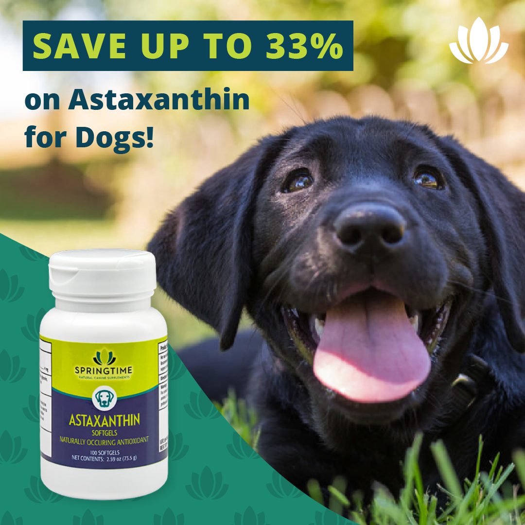 springtime_supp's tweet photo. Buy two bottles of Astaxanthin for Dogs, get one free! Helps support your active dogs against free radicals and supports the body in recovery from exercise!
https://t.co/zjQ43zKJCE
#SpringtimeSupplements https://t.co/IQVngaRrya