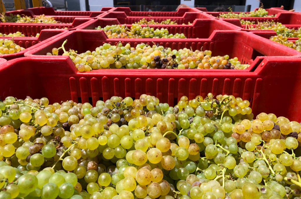 Rojigorri's tweet photo. En el espectacular paisaje de #LaGeria de #Lanzarote,se producen los vinos más especiales de España por lo complejo de la orografía y su climatología. Todo esto, hacen que los @vinoslanzarote sean tan fantásticos y especiales y sean los primeros en vendimiar de Europa. #winelover https://t.co/8I4WLLK7BS