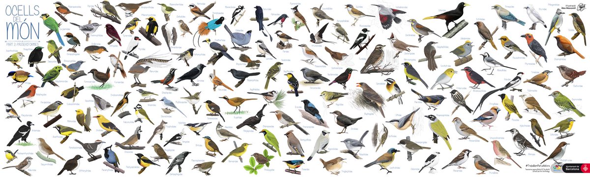 AlexMascarell's tweet photo. El segon desplegable dels #ocellsdelmon, #Passeriformes. Amb això totes les famílies del món estan il·lustrades! Aquestes 140 families de passeriformes m'han costat sang, suor i llàgrimes... bueno, no, que va... cap de les tres... però així sonava més èpic! Via @ZooBarcelona https://t.co/EBolCkx2LC