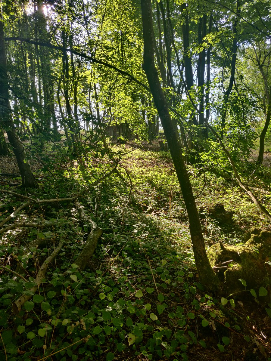 WLandscapesuk's tweet photo. Delivering @LantraUK  Strimmer / Brush cutter in this location for the last 4 days, thought Hansel and Gretel might come and say hello, #Training surely the best job in the world https://t.co/3LZeBPcaPO