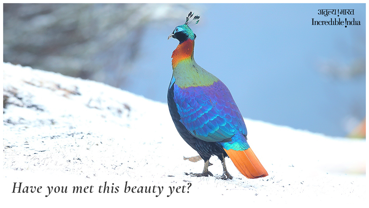 incredibleindia's tweet photo. Its iridescent plumage is so beautiful, it can give the peacock a run for its money! But don’t be fooled by its metallic lustre as females lack it. Can you tell which bird we’re talking about? https://t.co/EV5tqAv4iu