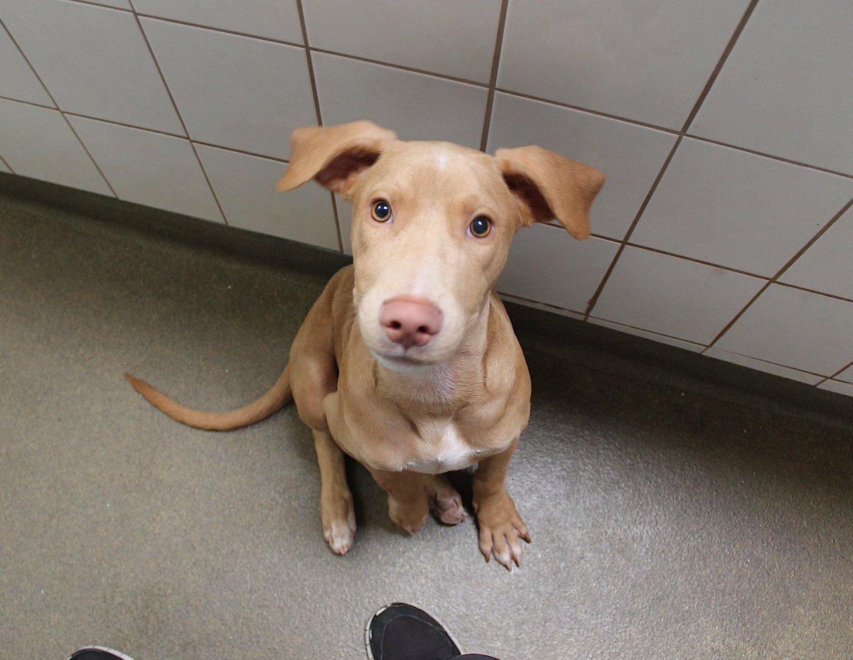 TriCounty Humane tweet media