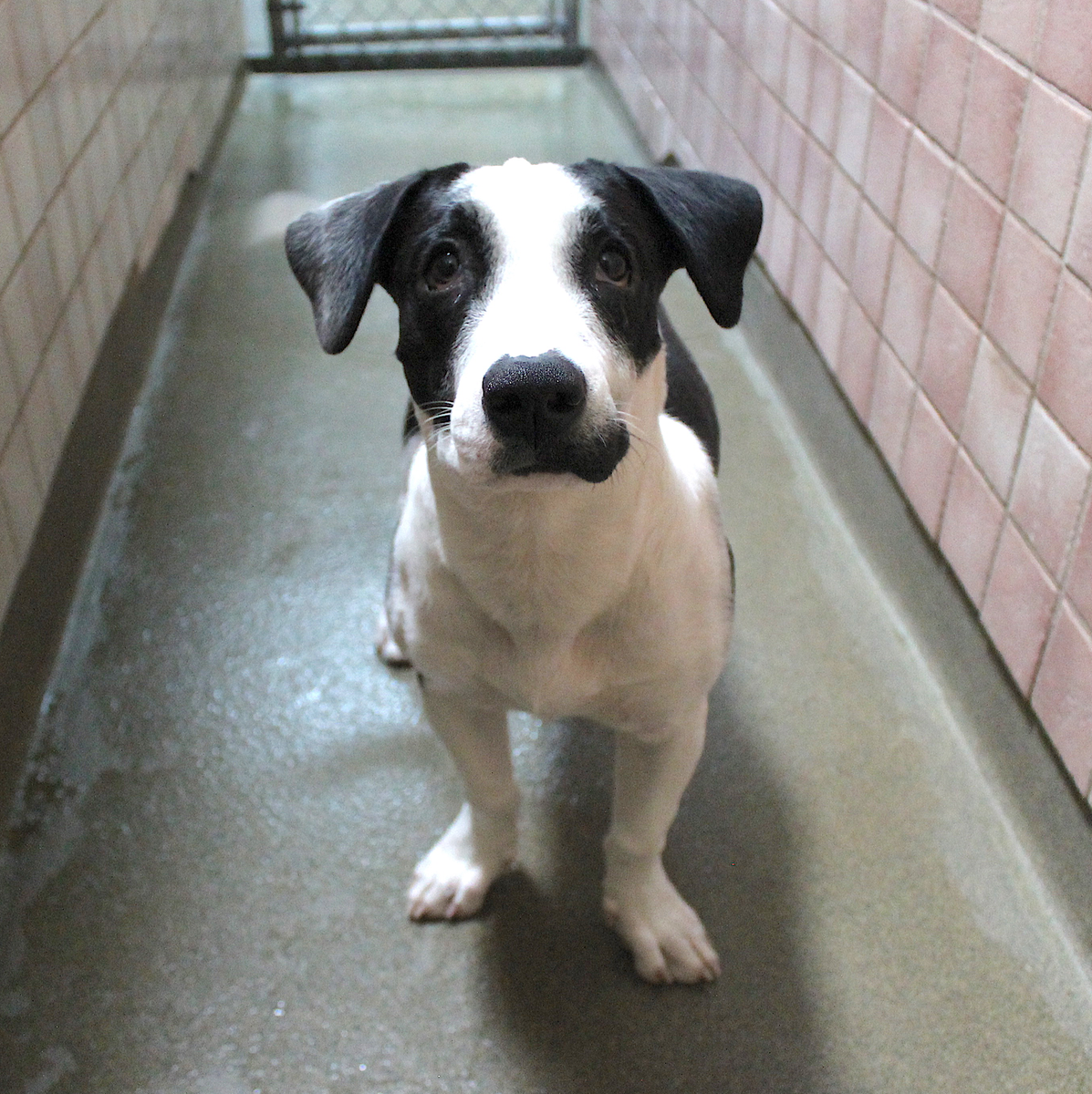 TriCounty Humane tweet media