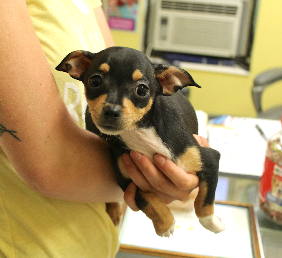 TriCounty Humane tweet media