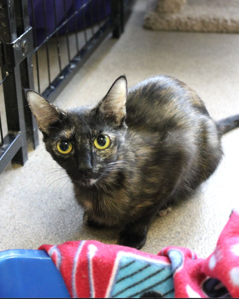 Happy Thursday from some of our adoptable fur-babies 🐾😘 To find out more about these cuties and all our other animals looking for love, please visit our website at tricountyanimalrescue.com/adoptable-anim…

#adoptdontshop