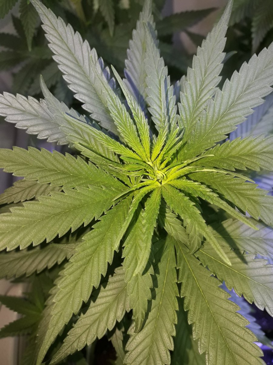 AdrycManellson's tweet photo. Las #FairyWave #NuevosProyectos de mi Hada y @GreenbudSeeds recién levantadas Verde Mundo, en #Sust #Natural @ProXL_Spain, Preciosas e igualitas, siguen creciendo imparables bajo #LEC315Wts #RefBlanca @LUMiiLighting @HydroGardenLtd y #LED25Wts @SpectronLED #Apoyo.
Alegría..🧚‍♂️😎 https://t.co/mQRoXy7iHx
