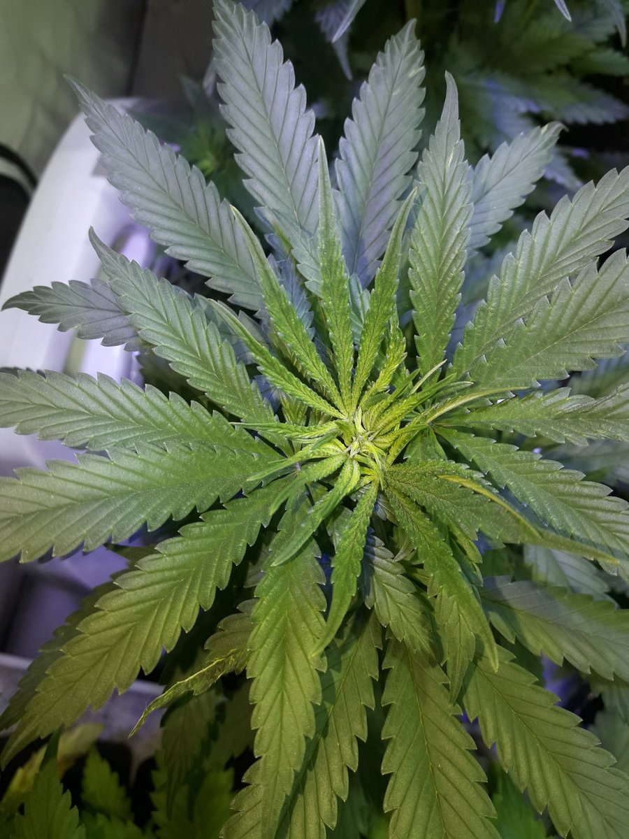AdrycManellson's tweet photo. Las #FairyWave #NuevosProyectos de mi Hada y @GreenbudSeeds recién levantadas Verde Mundo, en #Sust #Natural @ProXL_Spain, Preciosas e igualitas, siguen creciendo imparables bajo #LEC315Wts #RefBlanca @LUMiiLighting @HydroGardenLtd y #LED25Wts @SpectronLED #Apoyo.
Alegría..🧚‍♂️😎 https://t.co/mQRoXy7iHx