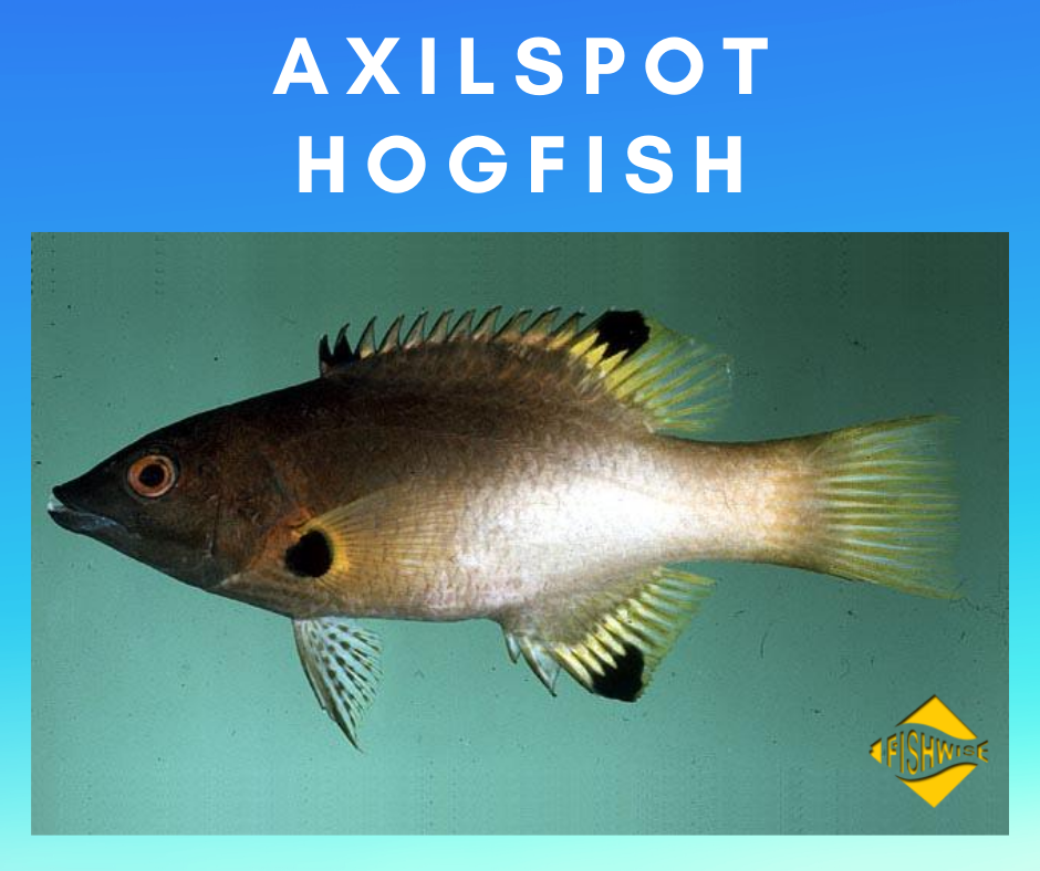 fish_wise_pro's tweet photo. Name: Axilspot hogfish
Binomial Name: Bodianus axillaris
It is found in #Saltwater and its distribution is #RedSea, Indo-West #Pacific:
East and South #Africa, #Madagascar and #Mascarenes east to #LineIslands, #Marquesas & more.
Details: https://t.co/J9DwrdeC1z https://t.co/SeAlR5jPHy