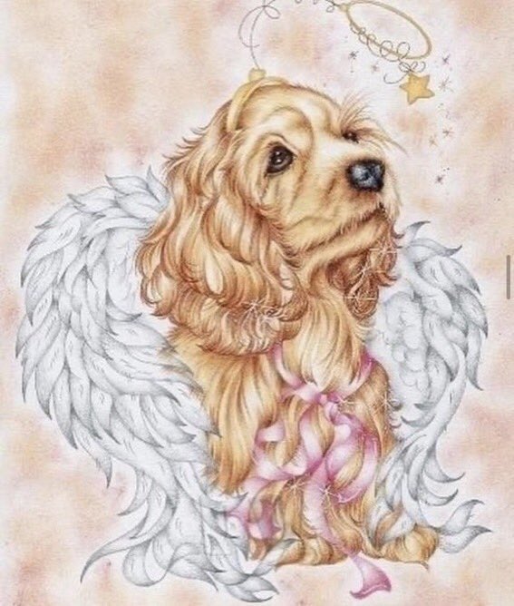 Onların çıkaramadığı ses SEN ol
#HAYVANHAKLARIYASASIHEMEN