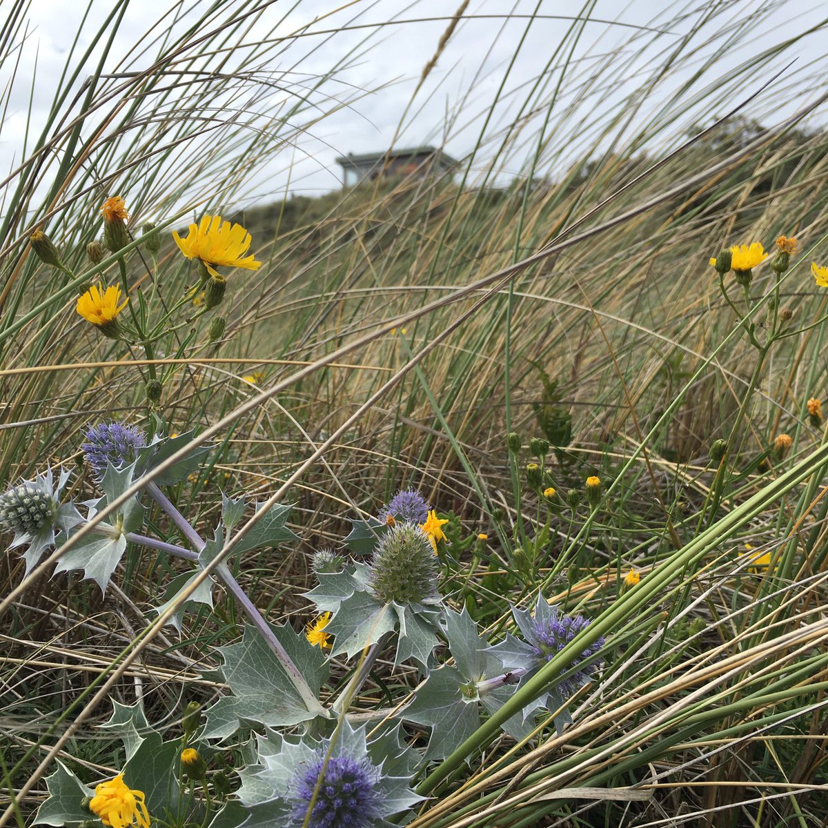 de_boschplaat's tweet photo. Valei vol blauwe zeedistels voor de deur van de ‘tweede keet’ op de #Boschplaat https://t.co/qxfdrn2CMo