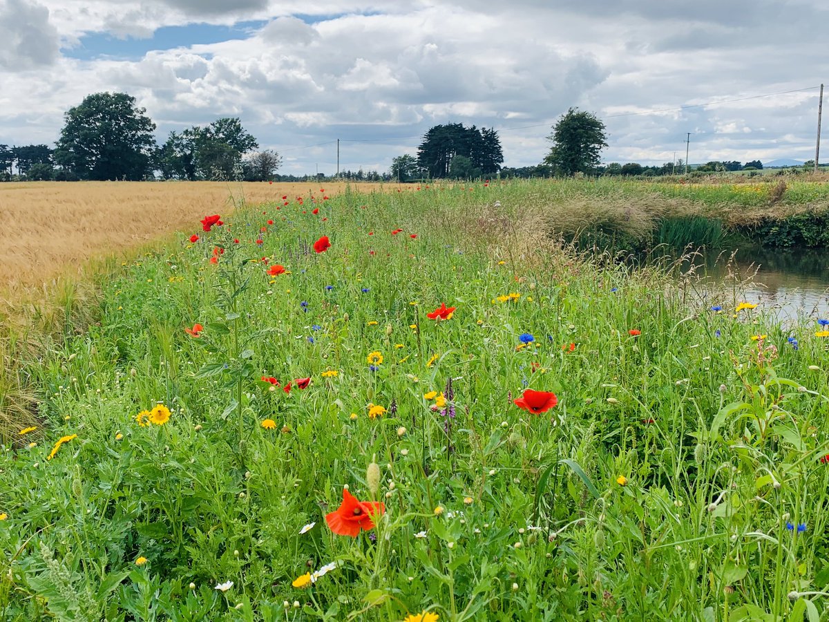 Decbuttle's tweet photo. Sowed a 3m wildflower margin in early May, looking great last few days alongside planet spring barley! #biodiversity 🌸🐝 https://t.co/n3IStrdfqH