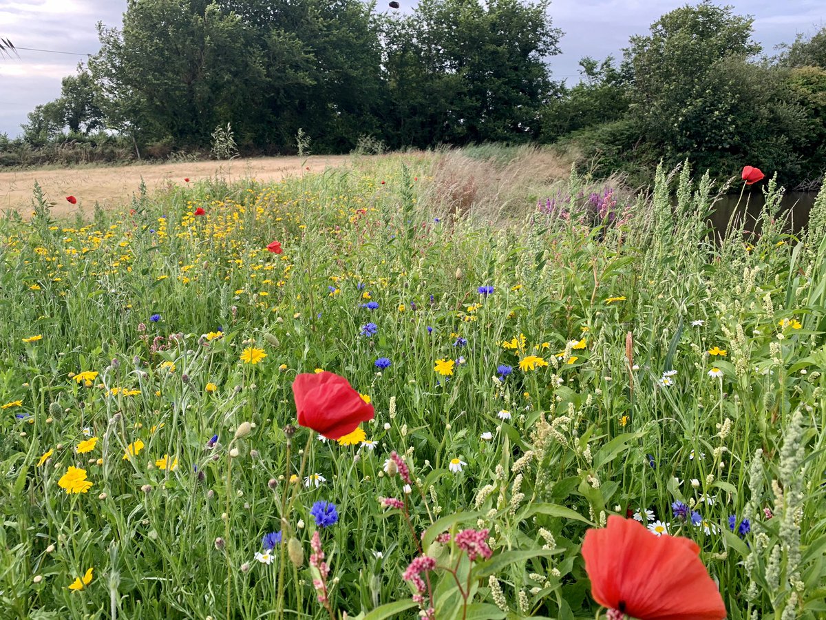 Decbuttle's tweet photo. Sowed a 3m wildflower margin in early May, looking great last few days alongside planet spring barley! #biodiversity 🌸🐝 https://t.co/n3IStrdfqH