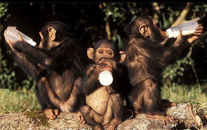 KNGDMCO's tweet photo. Just a couple or orphan chimps. Doreen, Clement, &amp; Brian sippin on the nectar of life. @Chimfunshi https://t.co/euwKDq1p9K