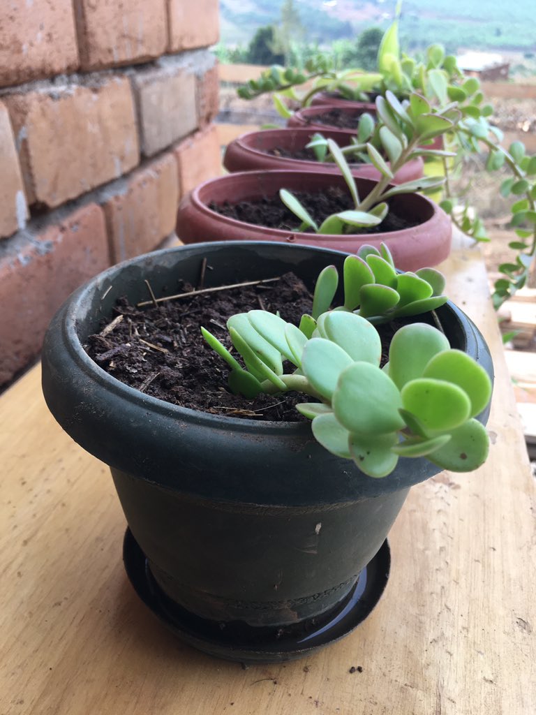 New babies. 
JADE PLANTS 
#Hangingplants.