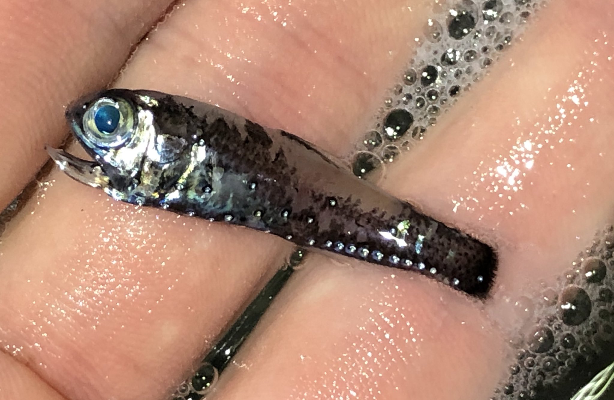 バーブレス 大澤 こんなに鱗残ってるハダカイワシ系の魚採ったの初めて ライトで海面照らして集まった小魚 ごそっと採りバケツにポンポン入れて 一区切りついたところでバケツの中に浮いてた 多分生きた状態で採ったんだろうけど酸欠ですぐ死んだのかな