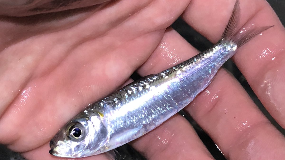 バーブレス 大澤 Sur Twitter こんなに鱗残ってるハダカイワシ系の魚採ったの初めて ライトで海面照らして集まった小魚 ごそっと採りバケツにポンポン入れて 一区切りついたところでバケツの中に浮いてた 多分生きた状態で採ったんだろうけど酸欠ですぐ死んだの バーブレス 大澤 Sur Twitter こんなに鱗残ってるハダカイワシ系の魚採ったの初めて ライトで海面照らして集まった小魚 ごそっと採りバケツにポンポン入れて 一区切りついたところでバケツの中に浮いてた 多分生きた状態で採ったんだろうけど酸欠ですぐ死んだの