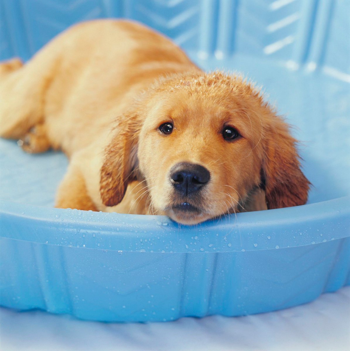 Austin_Vets's tweet photo. Keeping outdoor #puppies cool in the #summer can be fun! https://t.co/ASQqNrvP8p #atx #austinvet #dogsoftwitter #PuppiesOfTwitter @Austin_Vets #ThursdayThoughts https://t.co/h9nM0jddfH