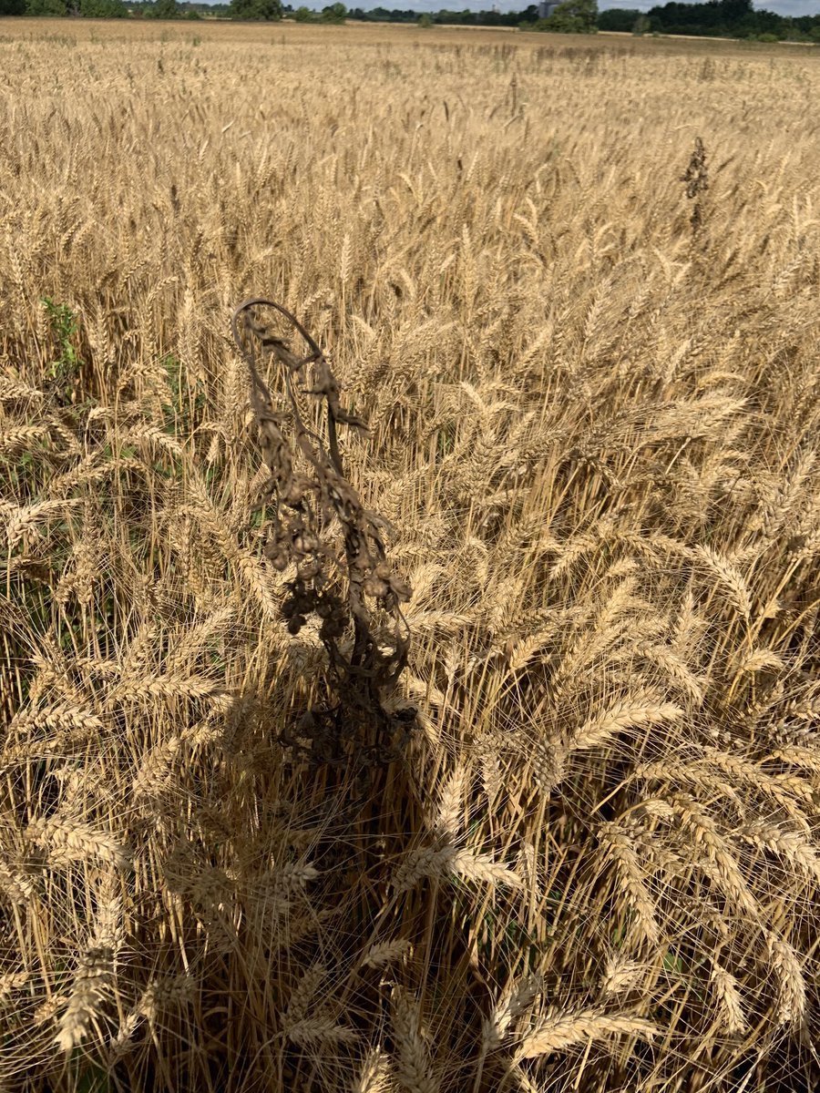 calhorst5's tweet photo. First pic Canada thistle tip hit with #weedzapper 10 days ago. Second pic wasn't hit :) Behind the dead one in the distance is a large dead patch. Happy with this tool for #organic weed control. https://t.co/UivkrrIx4N