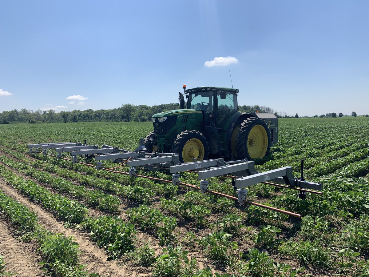 calhorst5's tweet photo. First pic Canada thistle tip hit with #weedzapper 10 days ago. Second pic wasn't hit :) Behind the dead one in the distance is a large dead patch. Happy with this tool for #organic weed control. https://t.co/UivkrrIx4N