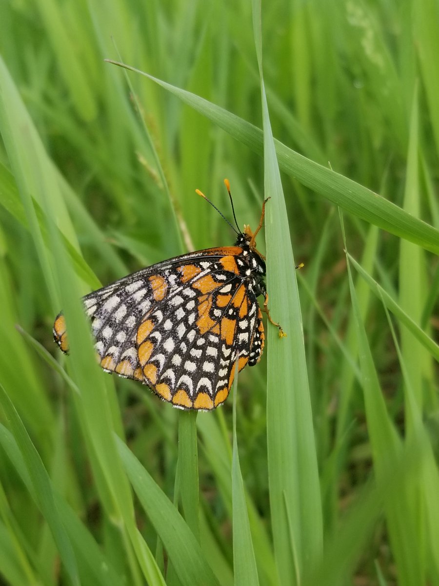 Penalosa_G's tweet photo. Nature goes on. #NatureEverywhere. #CitizensAlive: All Healthier &amp; Happier. @TRCA_HQ  @ChildrenNature @IUCN @WUParks @880Cities https://t.co/8LESa5Pa5d
