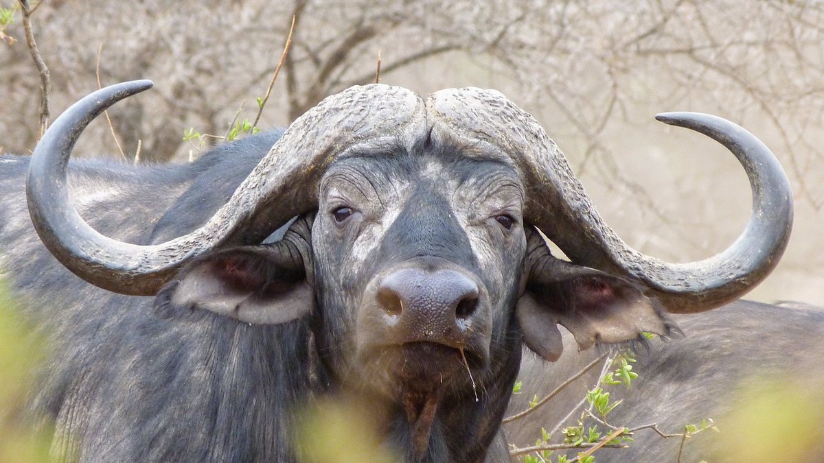 Personally, I acknowledge trophy hunting's past & current role but don't think it's a long-term conservation solution. And I think anyone who cares about conservation should spend their $$$ & energy helping to find long-term solutions rather than fighting a dying industry. 6/7