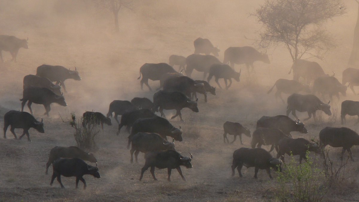 I think conservation has become too conservative: what we are doing now is not working. Too much is simply slowing declines, hoping that at some time in the future we can turn them around. There is a legitimate argument about buying time, but we need new long-term solutions. 5/7