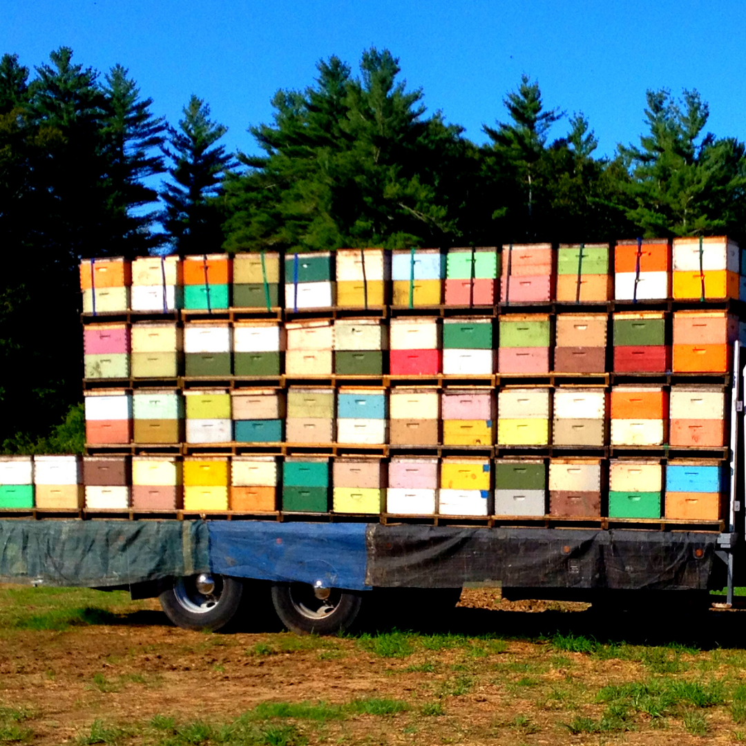 DecasFarms's tweet photo. We love our natural pollinators, but we also need help from professional pollinators. These colorful hives are an integral part of cranberry growing.
.
.
.
#farming #agriculture #farm #farmers #homegrowngoodness #NEfarming #DecasFarms #familyfarming #beeslife #busybee https://t.co/TGBz1Dje5T