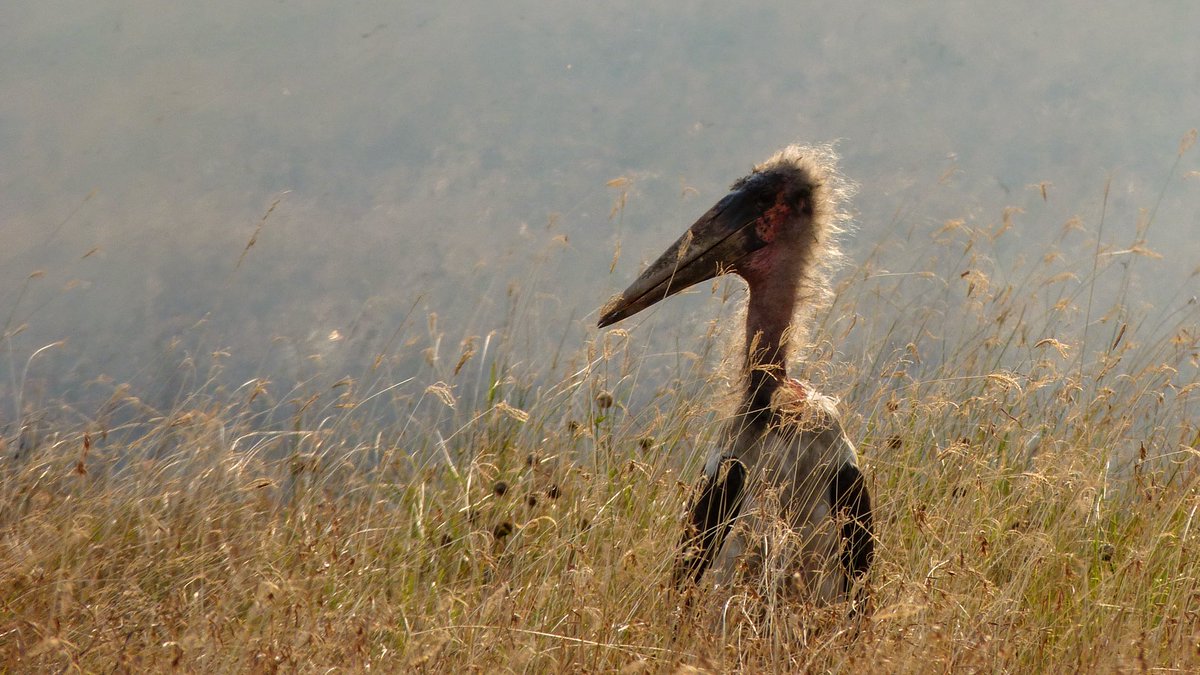 To me the question is what happens next: trophy hunting is in rapid decline even without bans  https://twitter.com/TZBirder/status/938621980802207746. If one wants to protect these habitats (& to my mind that is a decision local people should take, not me) the time to provide alternatives is now. 4/7